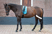 Harry's Horse Longeerhulpteugel