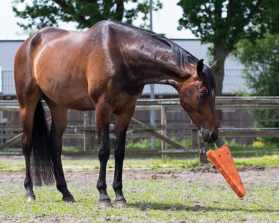 QHP Paardenspeelgoed Wortel XL